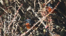 Redstart, White-throated 1