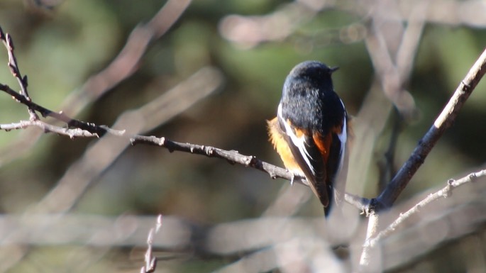 Redstart, White-throated 2