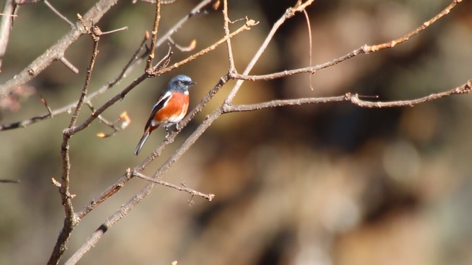 Redstart, White-throated 3