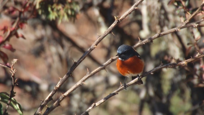 Redstart, White-throated