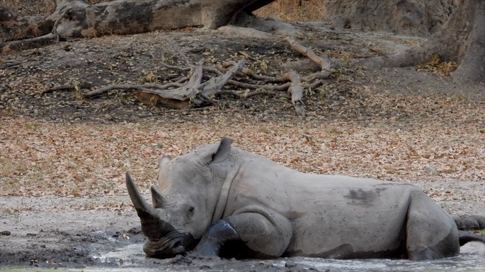Rhinocerous, White - Senegal 3