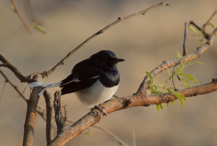 Robin, Oriental Magpie. Copsychus saularis k3