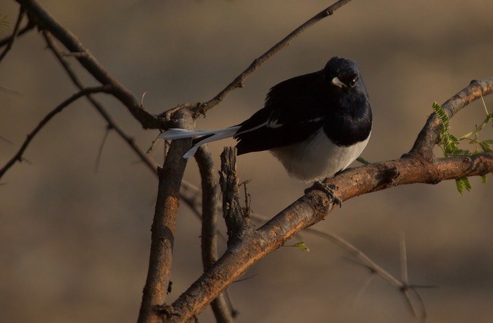 Robin, Oriental Magpie. Copsychus saularis k2
