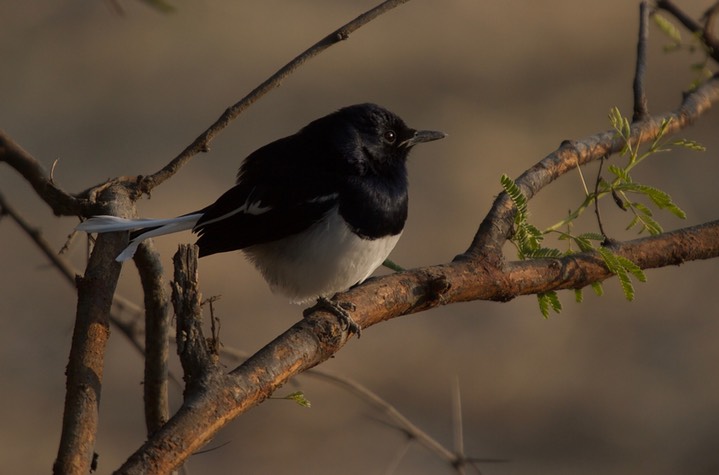 Robin, Oriental Magpie. Copsychus saularis k1