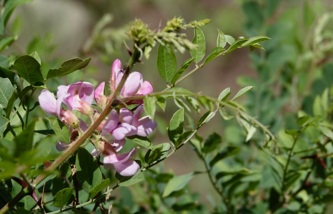 Robinia neomexicana2