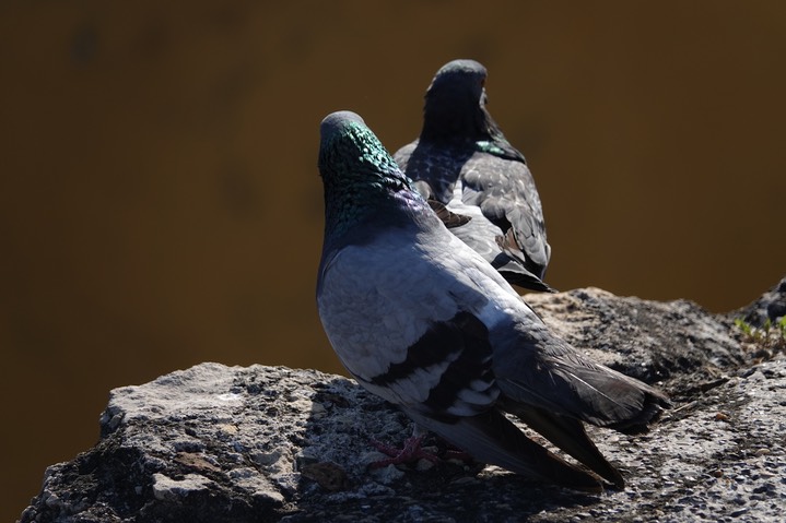 Rock Dove 2