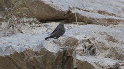 Rock-Thrush, Blue