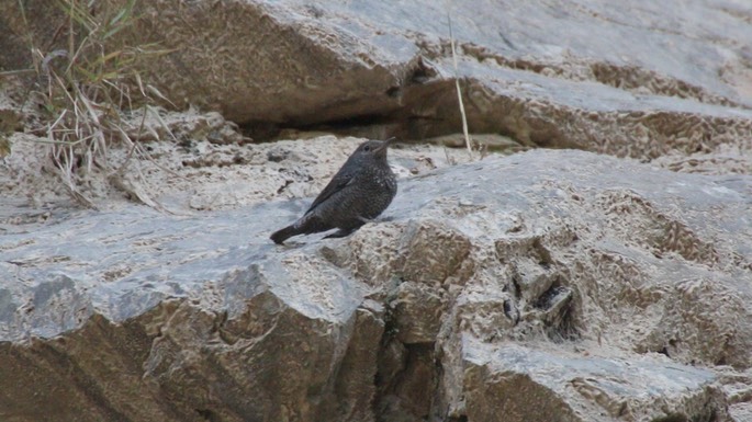 Rock-Thrush, Blue