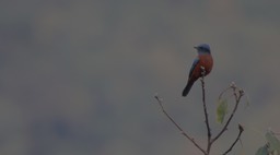 Rock-Thrush, Chestnut-bellied 1