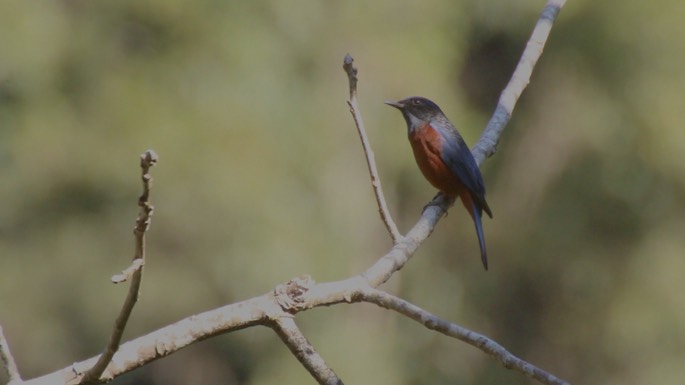 Rock-Thrush, Chestnut-bellied 3