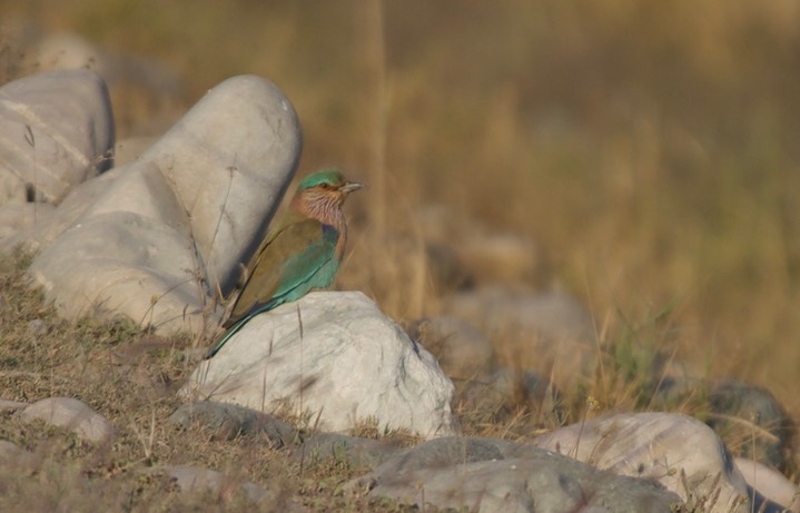 Roller, Indian  Coracias benghalensis 1