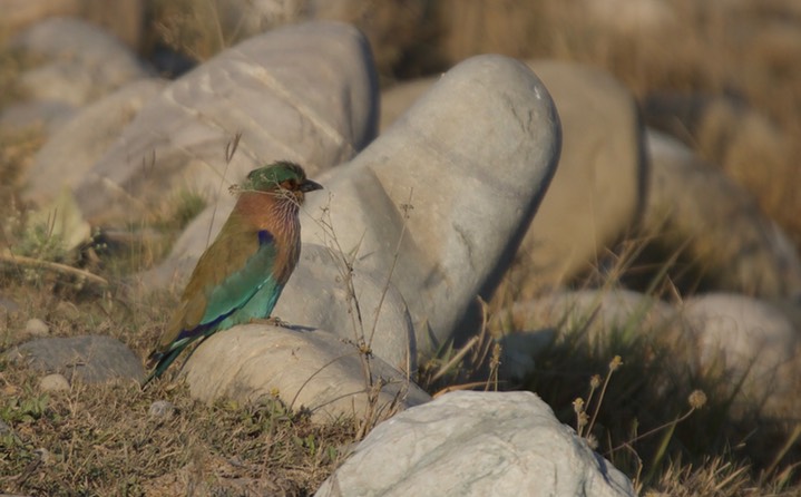 Roller, Indian  Coracias benghalensis