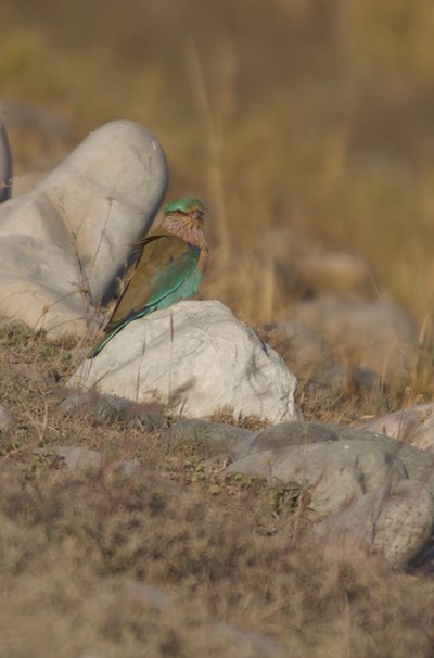 Roller, Indian  Coracias benghalensis 2