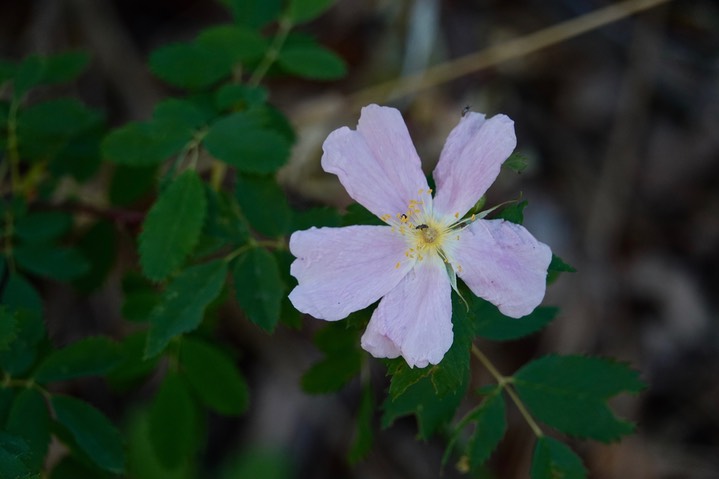 Rosa woodsii Lindley var. woodsii 1b
