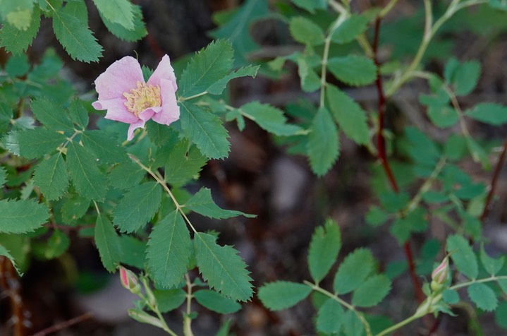 Rosa woodsii Lindley var. woodsii 1c