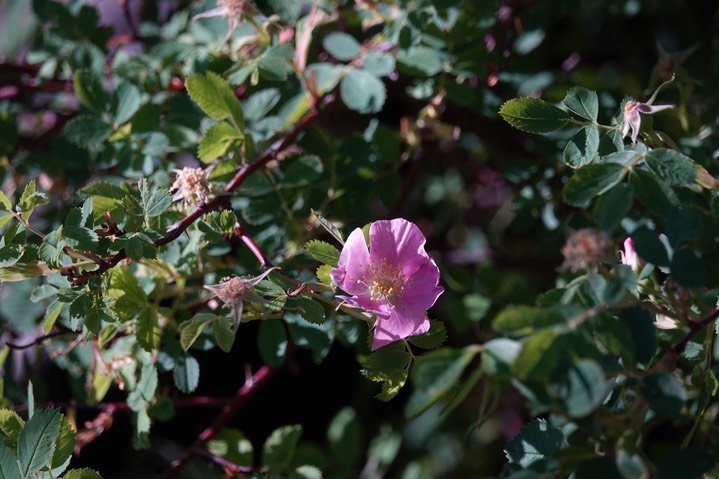 Rosa woodsii Lindley var. woodsii 