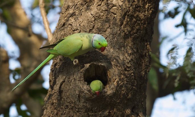 rose-ringed-parakeet_med