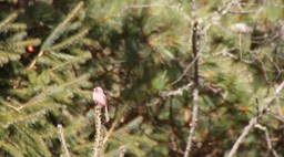 Rosefinch, Himalayan Beautiful