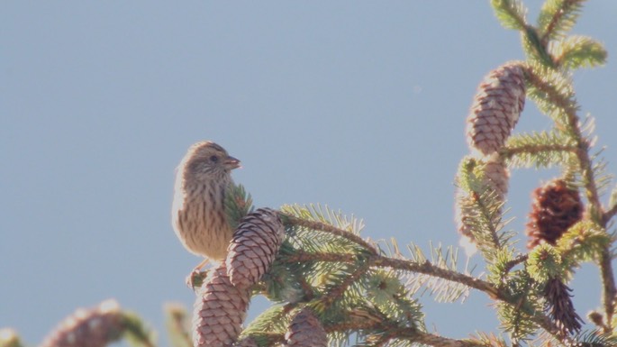 Rosefinch, Himalayan Beautiful 2