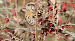 Rosefinch, Himalayan White-browed 4
