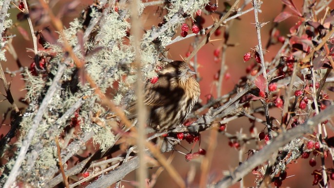 Rosefinch, Himalayan White-browed 3