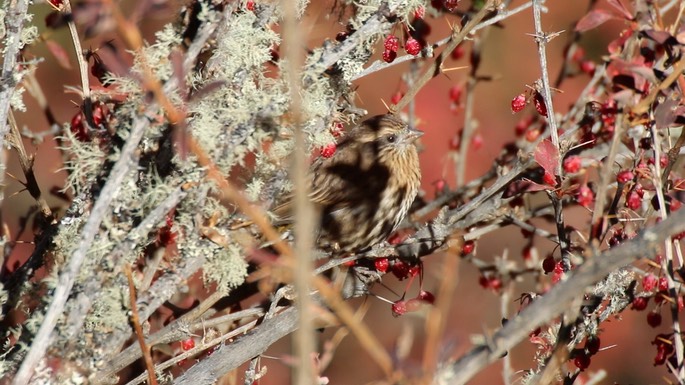 Rosefinch, Himalayan White-browed 2