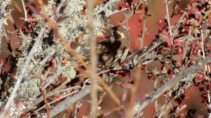 Rosefinch, Himalayan White-browed 1