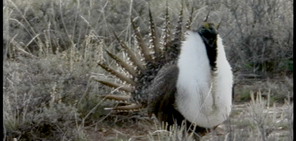 Sage Grouse