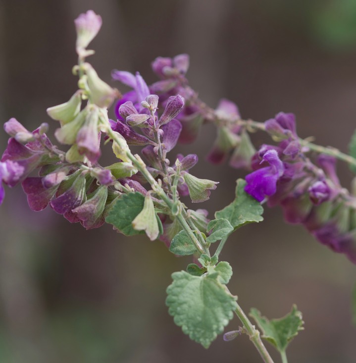 Salvia pinguifolia, Rock Sage2