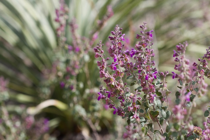 Salvia pinguifolia, Rock Sage4
