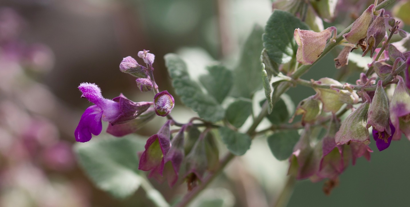 Salvia pinguifolia, Rock Sage5