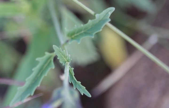 Salvia subincisa, Sharptooth Sage6