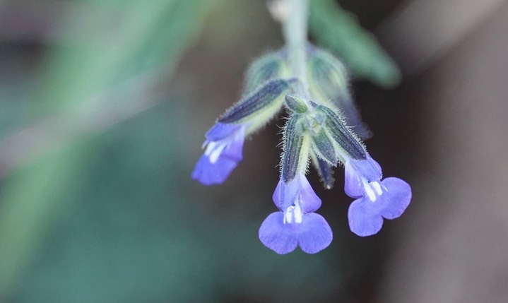 Salvia subincisa, Sharptooth Sage