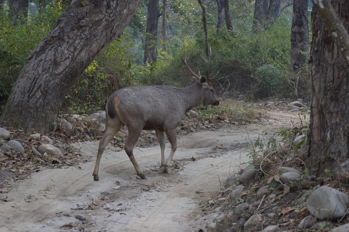 Sambar 5