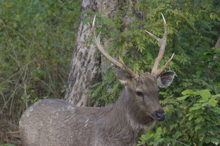 Sambar 6