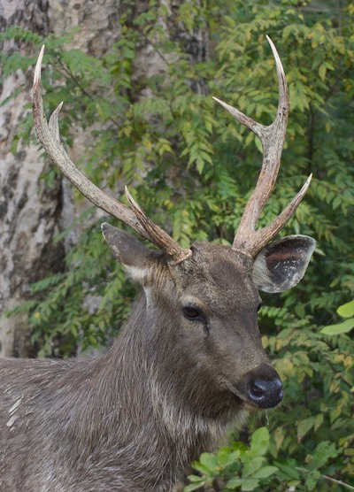 Sambar 7
