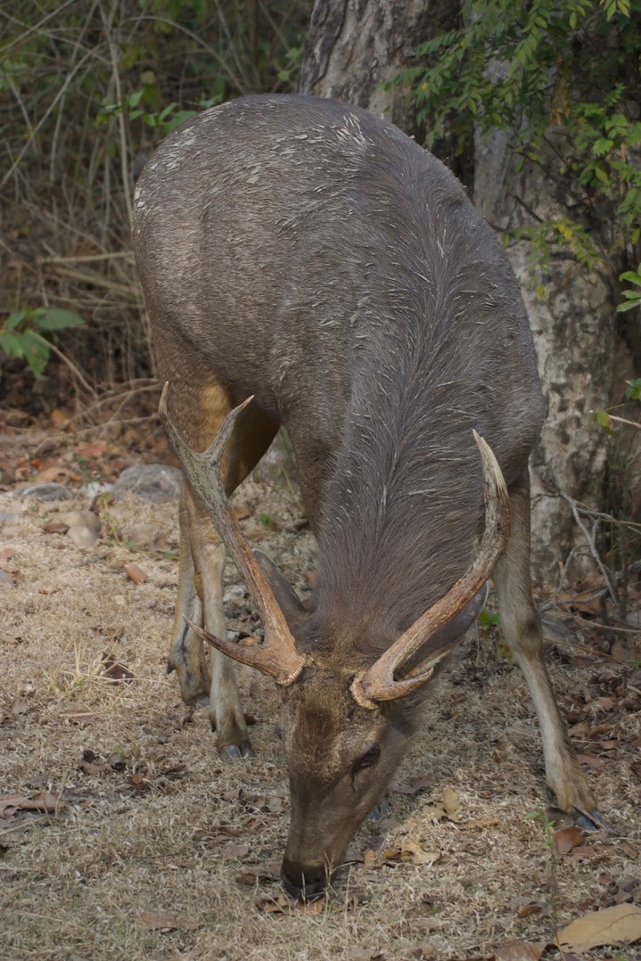 Sambar 8