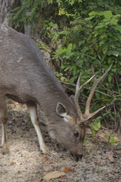 Sambar 9