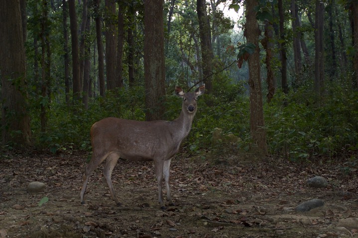Corbett National Park, India