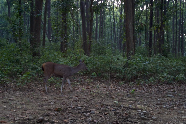 Sambar, Cervus unicolor2