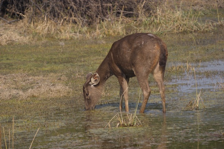 Sambar Keoladeo 1