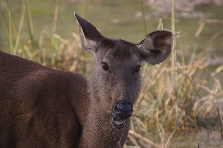 Sambar Keoladeo 24