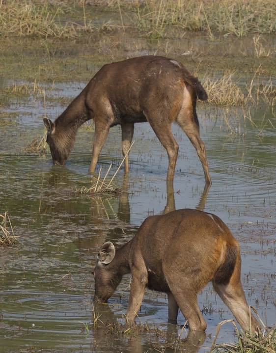 Sambar