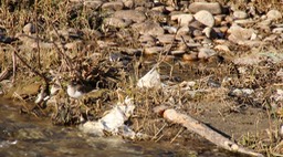 Sandpiper, Common