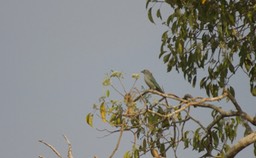 Sayaca Tanager, Thraupis sayaca