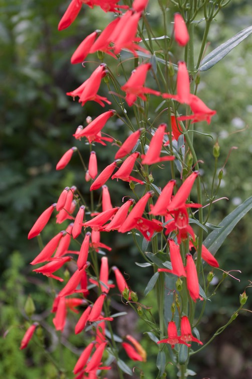 Scarlet Penstemon - Penstemon barbatus