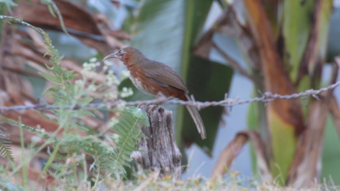Scimitar-Babbler, Rusty-cheeked 1