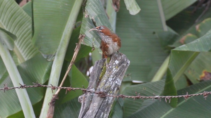 Scimitar-Babbler, Rusty-cheeked 2