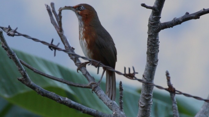 Scimitar-Babbler, Rusty-cheeked 3
