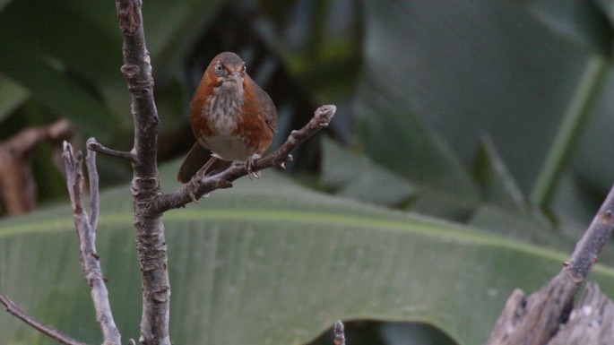 Scimitar-Babbler, Rusty-cheeked 4